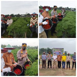 Kampung Tangguh Desa Talang Jerinjing Dinilai Mampu Sejahterakan Masyarakat