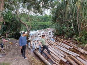 Ratusan Tual Kayu Illegal Logging Diamankan Tim Dari Komplotan Mafia Mat Ali alias Anak Jenderal.